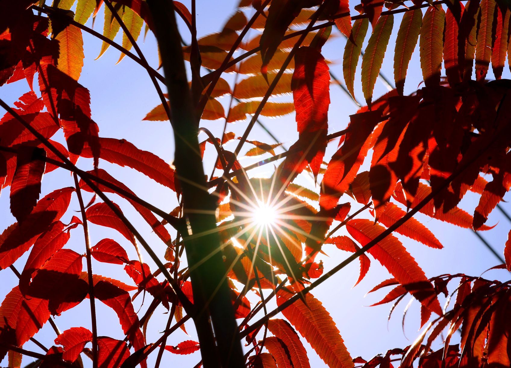 Autumn color falls on St. Louis area